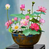 Bonsai Lotus Flower Seeds